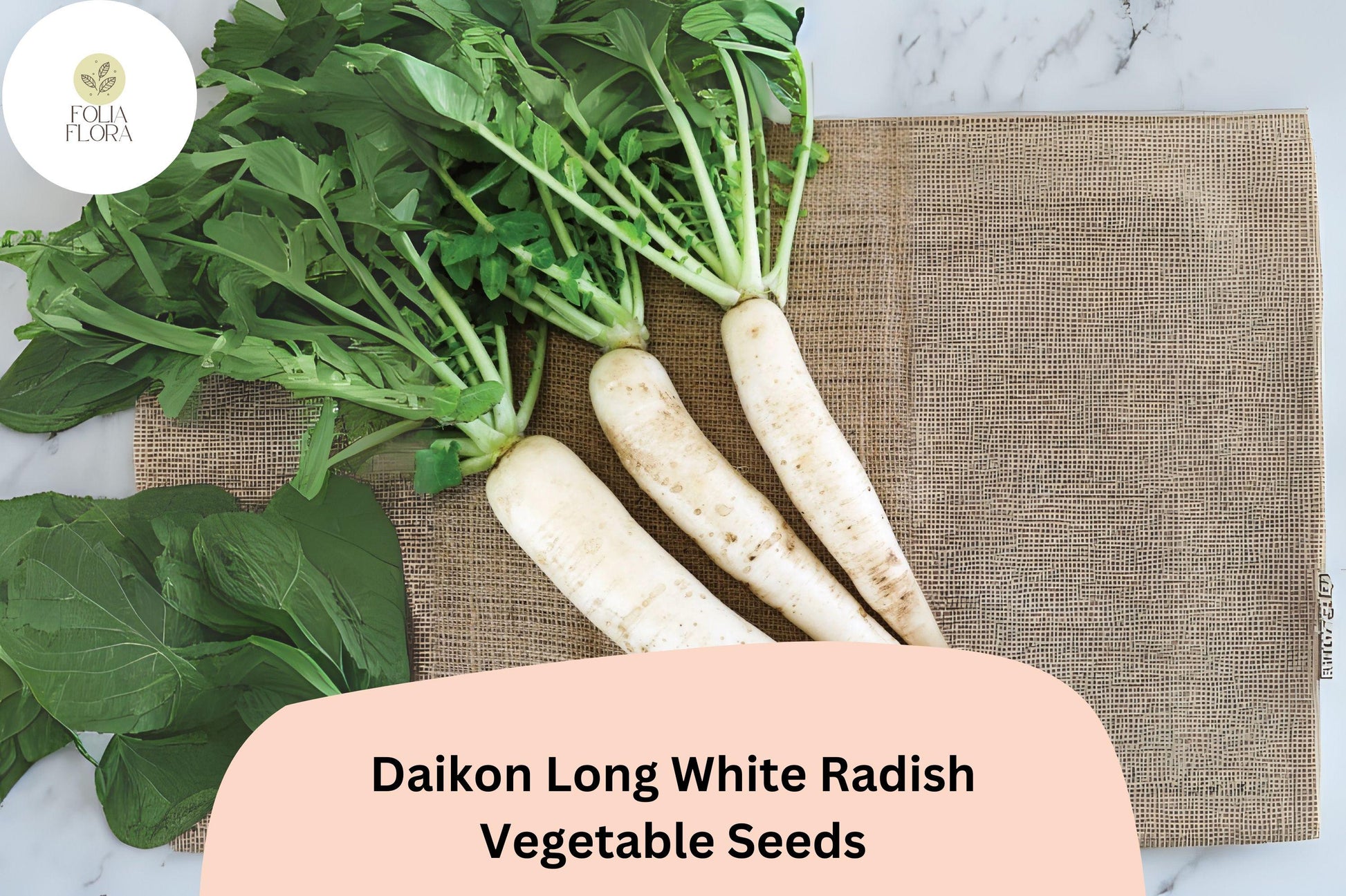 Daikon Long White Radish Seeds - 500+ Non-GMO Heirloom Seeds for Garden Planting (Raphanus sativus var. longipinnatus)