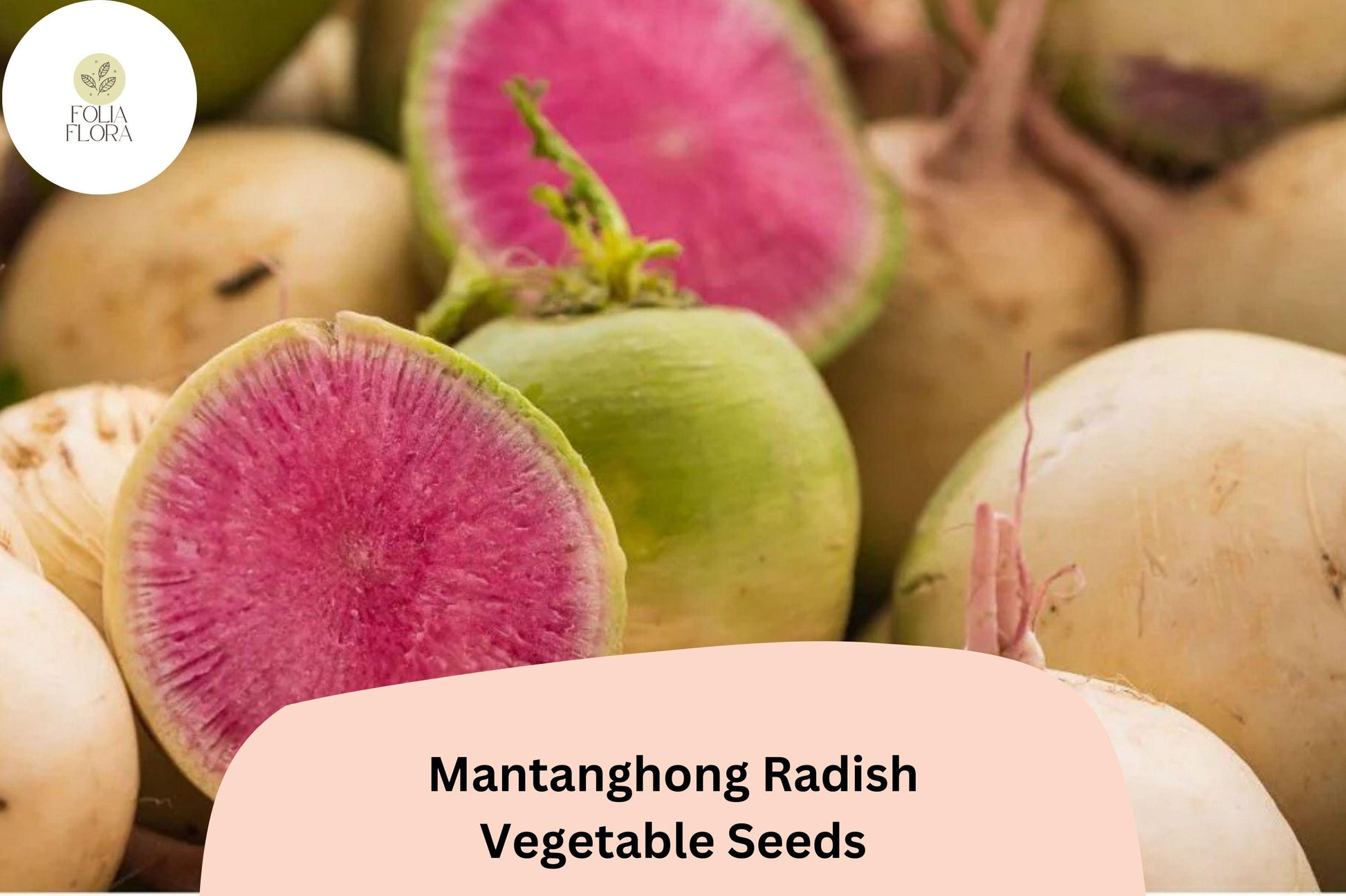 500+ Mantanghong Radish Seeds - Heirloom Red Asian Radish (Raphanus sativus) for Garden Planting - Non-GMO, Fast-Growing Variety