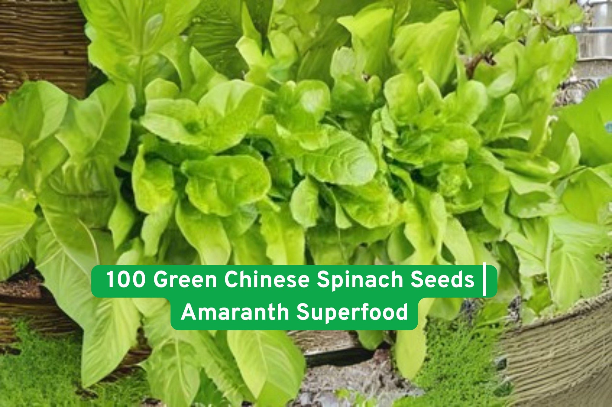 Green Chinese Spinach Seeds - 100 Non-GMO Amaranth Seeds for Fast Growing Superfood Garden - Ideal for Salads & Microgreens
