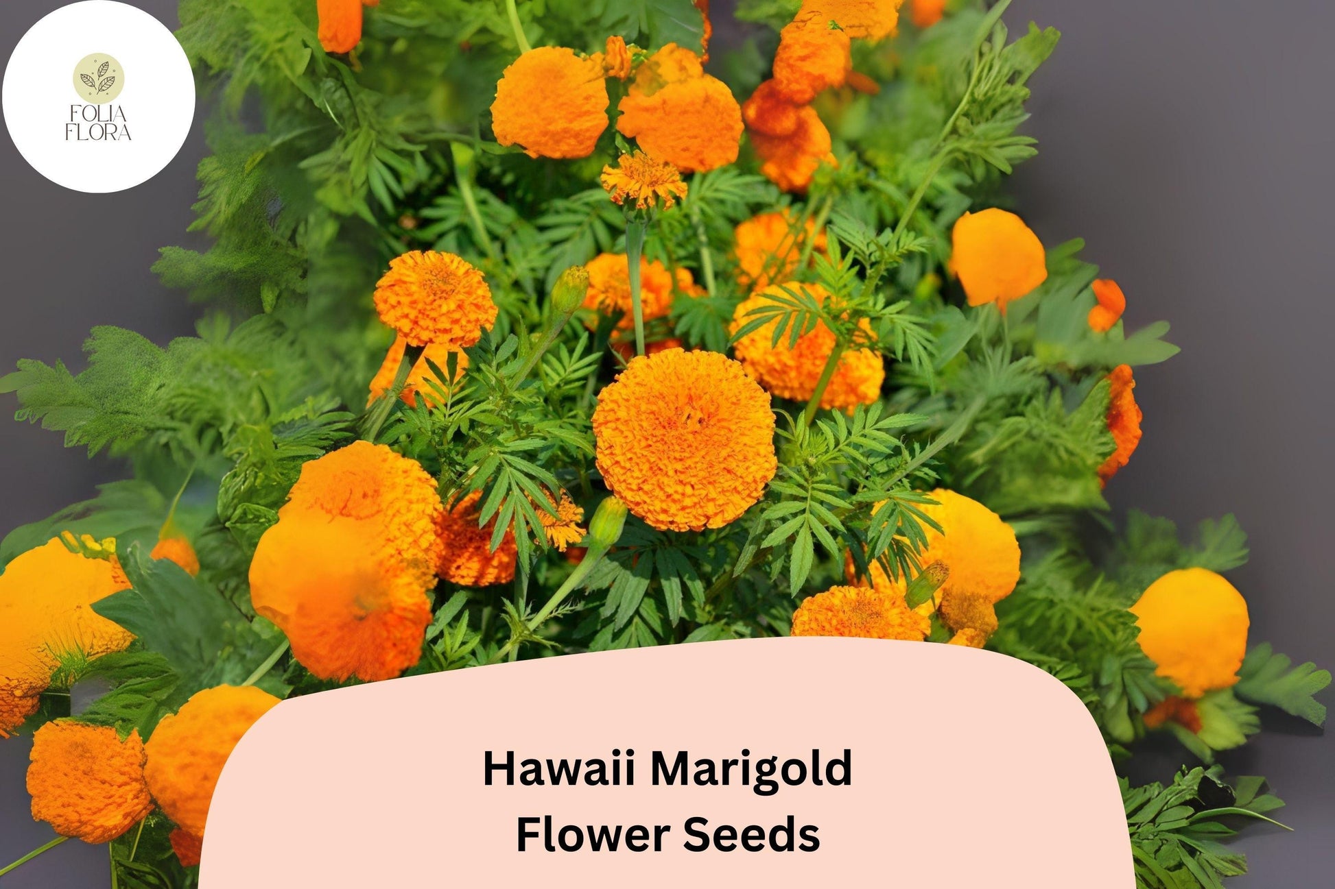 Hawaii Marigold Seeds | 25+ Seeds | Tall African Tagetes Erecta | Orange-Yellow Blooms | Heat-Tolerant Pollinator-Friendly Annual