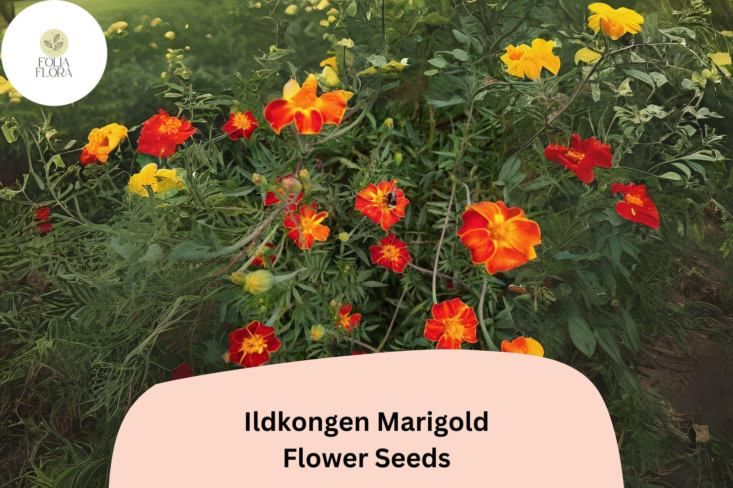 Ildkongen Marigold Seeds | 25+ Red-Orange French Marigold (Tagetes patula) | Pollinator Friendly, Easy to Grow Annual