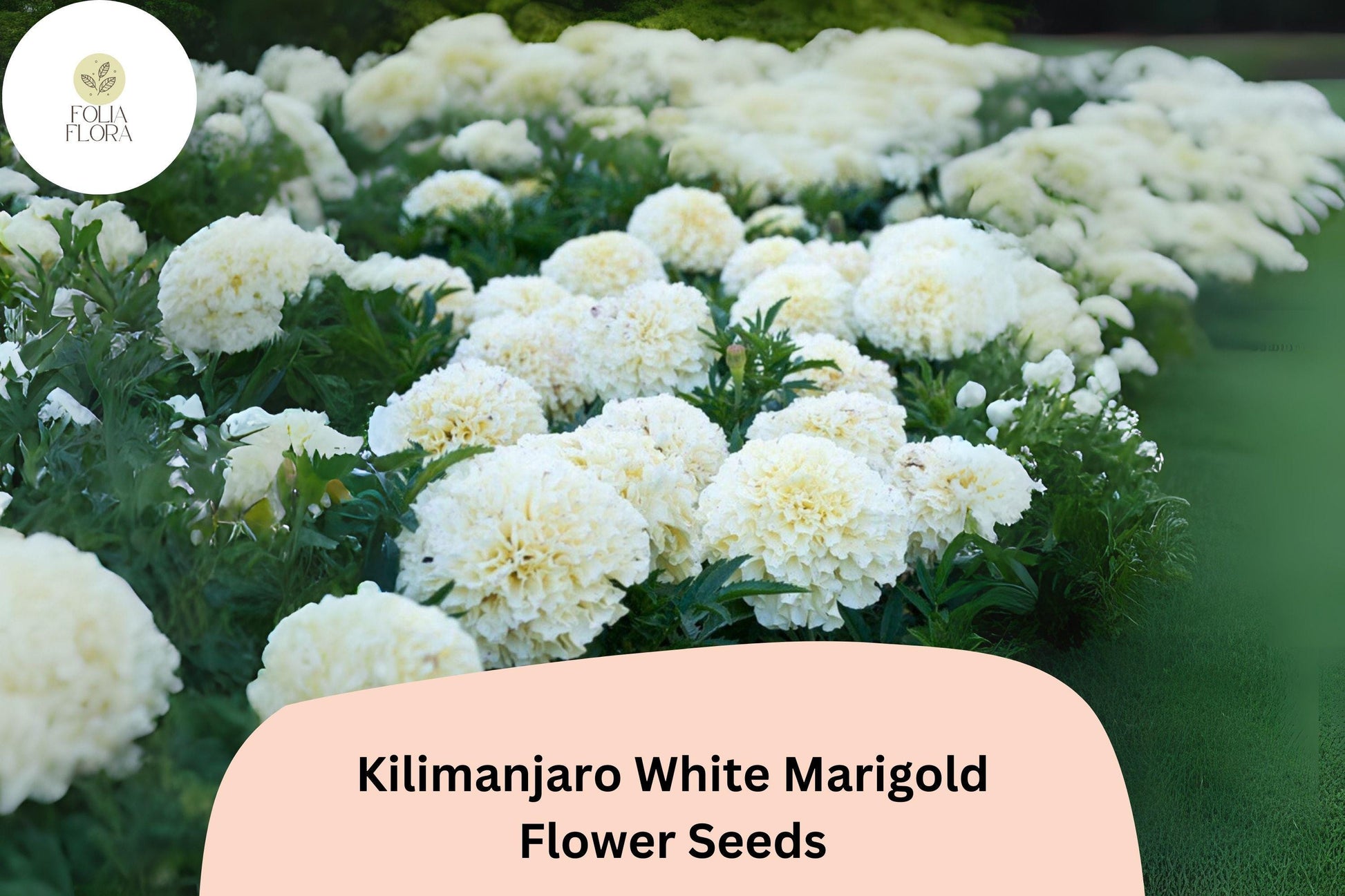 Kilimanjaro White Marigold Seeds | 25+ Seeds of Tagetes erecta | Tall African Marigold with Creamy-White Blooms