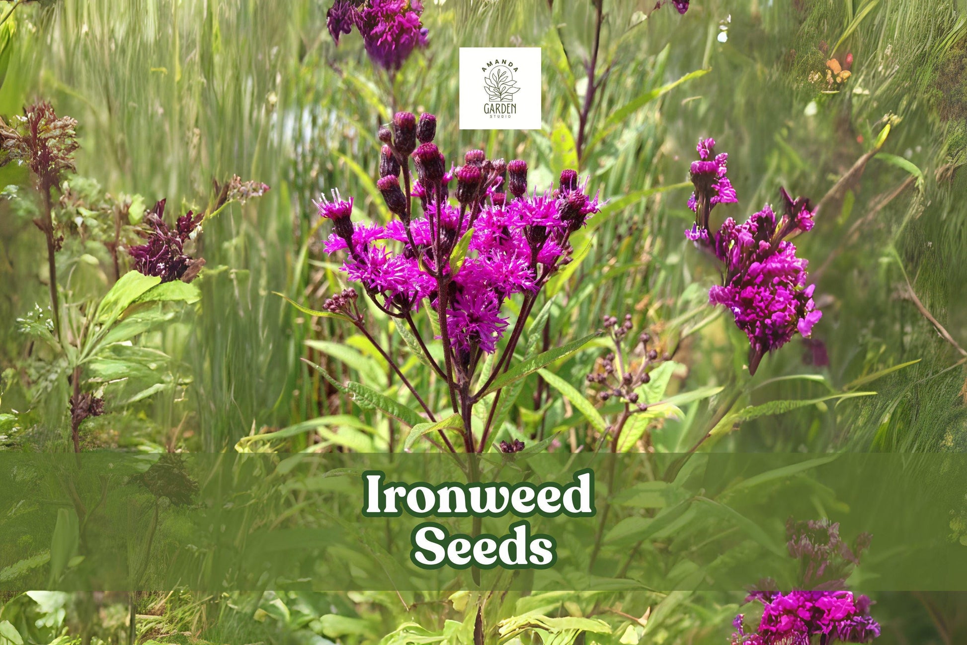 Ironweed Seeds 100 Count – Vernonia gigantea – Purple Native Wildflower – Pollinator Friendly Perennial Garden Plant