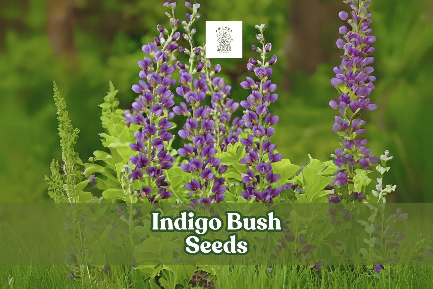 50 Indigo Bush Seeds - Pink Flowering Shrub - Indigofera amblyantha - Ornamental Hedge - Pollinator Friendly Garden Plant