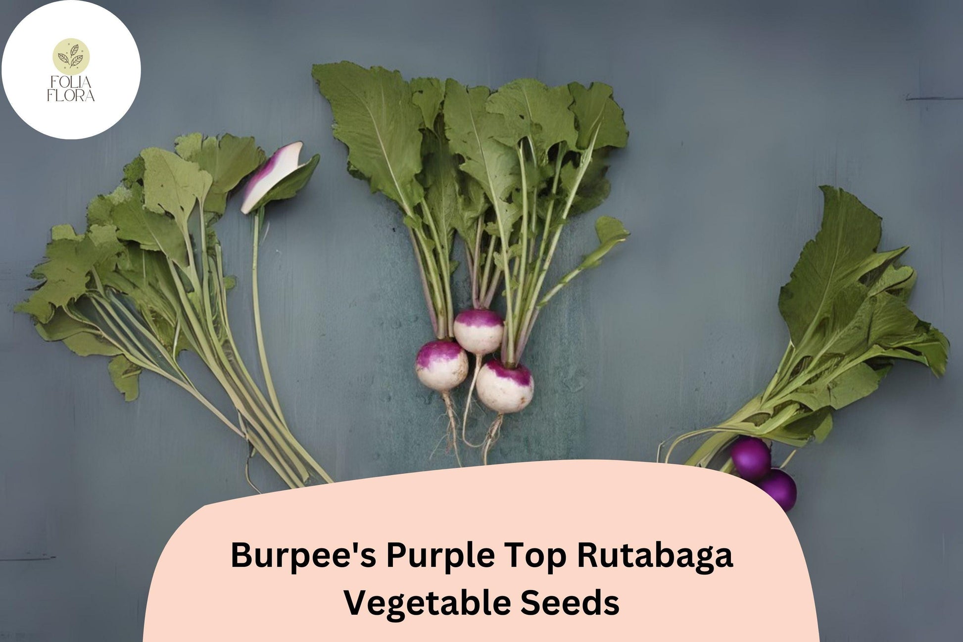 500+ Burpee’s Purple Top Rutabaga Seeds – Heirloom Brassica napobrassica – Non-GMO Cool-Season Root Crop for Garden Planting