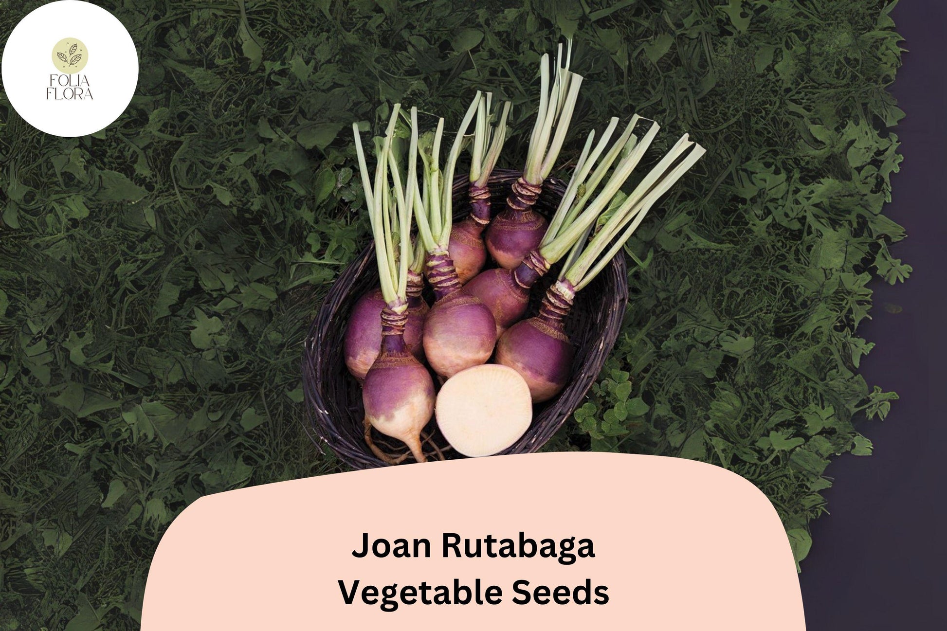 Joan Rutabaga Seeds - 500+ Heirloom Brassica Vegetable Seeds (Brassica napobrassica) for Garden Planting, Purple-Shouldered Roots