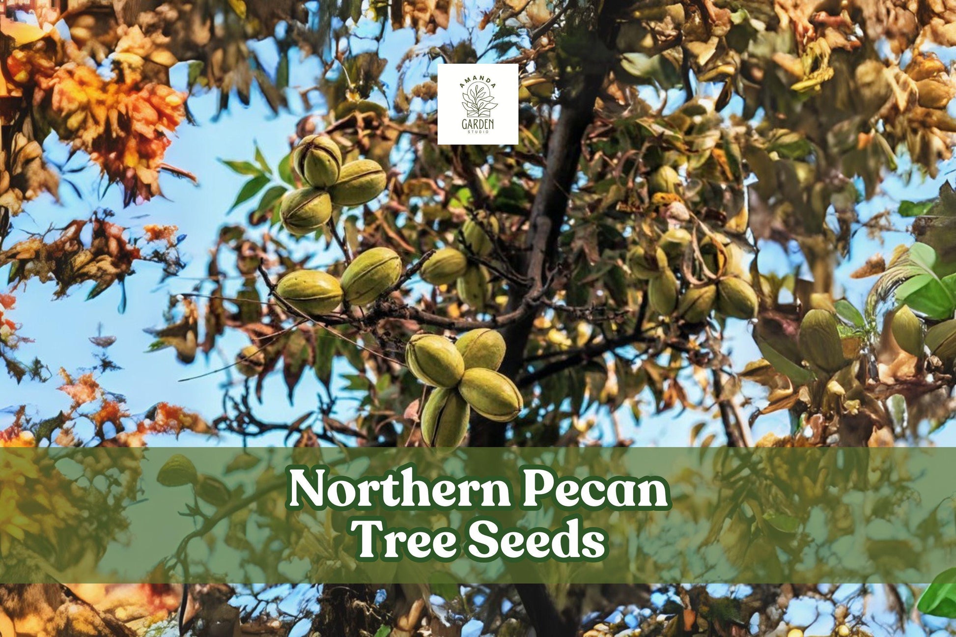 5 Northern Pecan Tree Seeds – Carya illinoinensis – Cold Hardy Nut Tree for Planting, Edible Pecans, Shade Tree