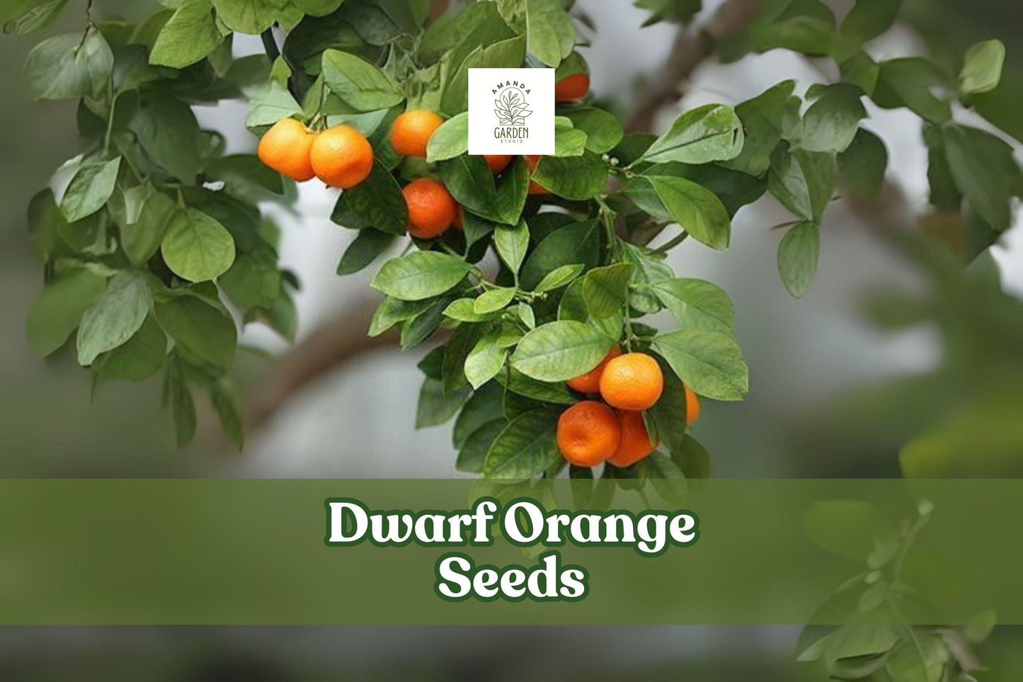 Dwarf Orange Seeds - 10 Pack Cold Hardy Miniature Citrus Tree - Poncirus trifoliata - Edible & Ornamental for Patios