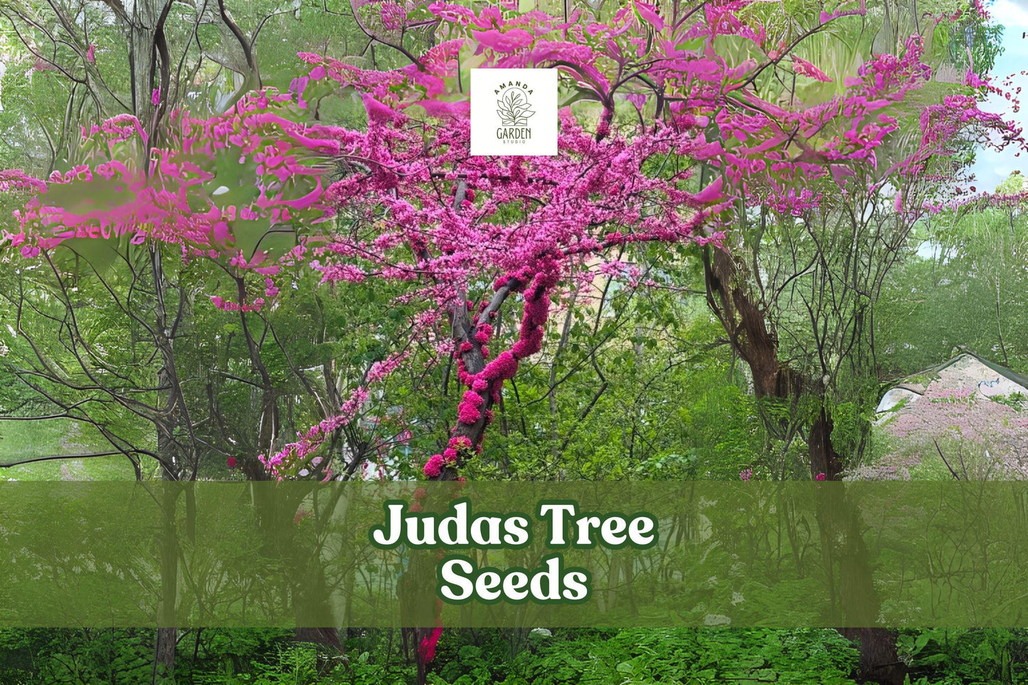 20 Judas Tree Seeds – Cercis siliquastrum – Pink-Purple Ornamental Flowering Tree for Garden or Bonsai