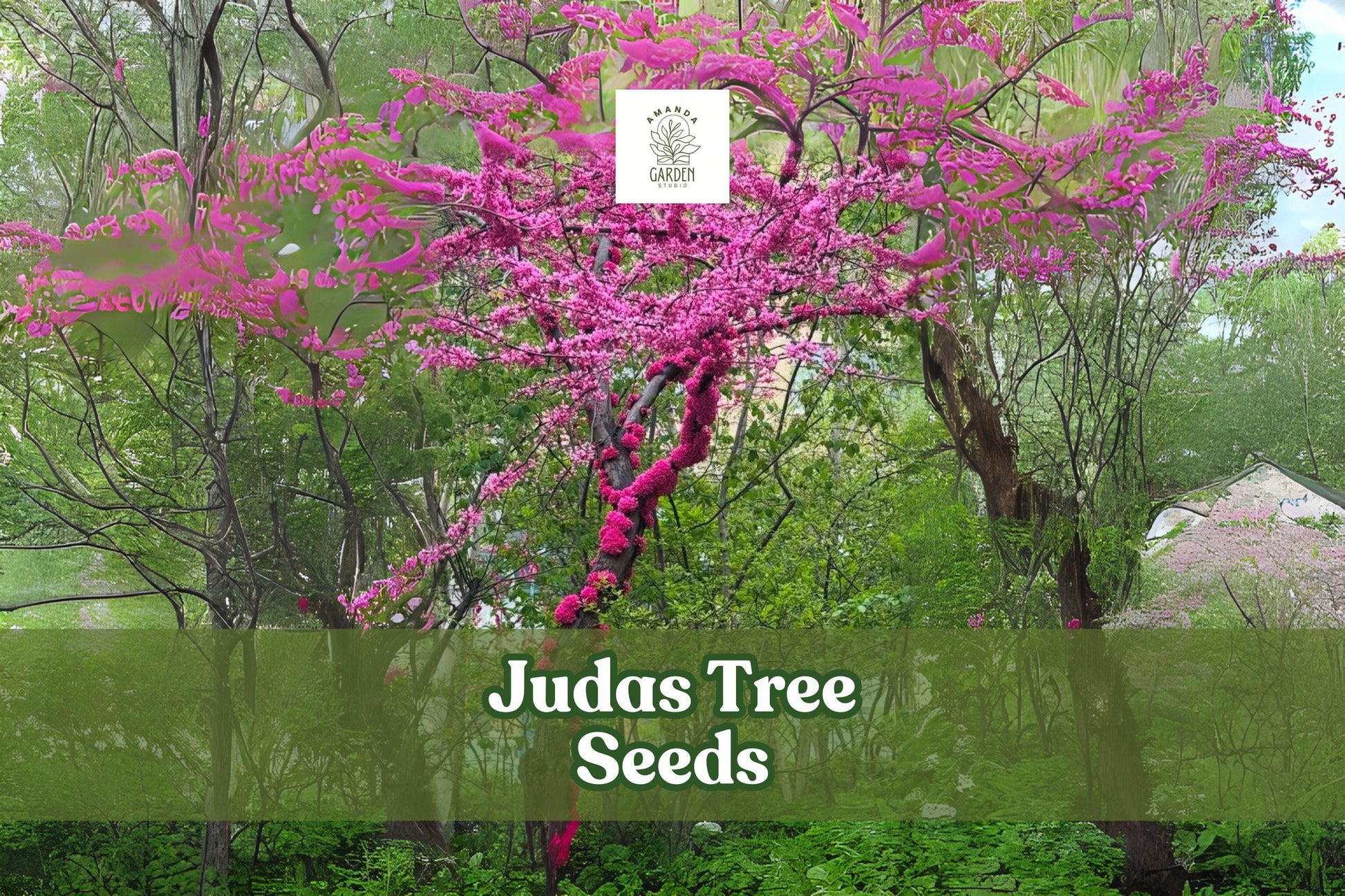 20 Judas Tree Seeds – Cercis siliquastrum – Pink-Purple Ornamental Flowering Tree for Garden or Bonsai