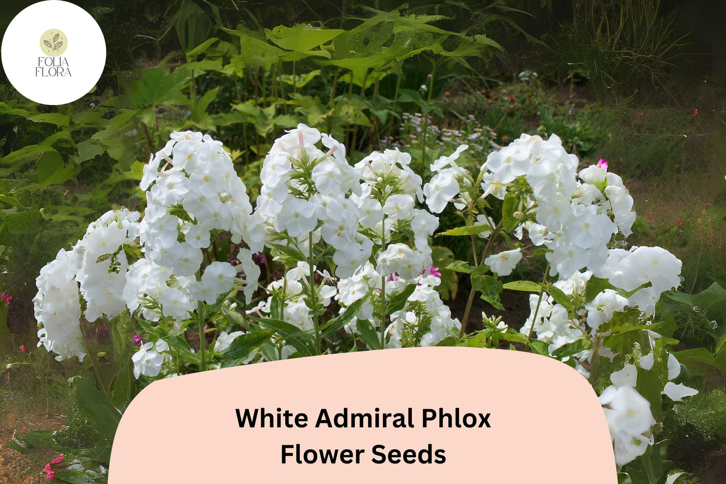White Admiral Phlox Seeds - 100+ Non-GMO Pure White Blossoms - Phlox drummondii - Attracts Butterflies for Garden Beauty