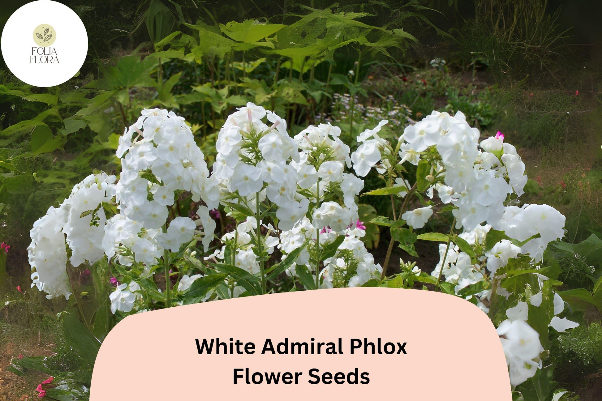 White Admiral Phlox Seeds - 100+ Non-GMO Pure White Blossoms - Phlox drummondii - Attracts Butterflies for Garden Beauty