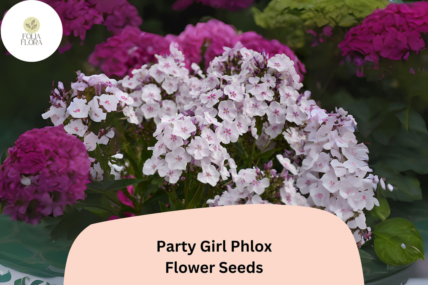 Party Girl Phlox Seeds - 100+ Non-GMO Star-Patterned Annual Flowers (Phlox drummondii) - Vibrant Pink, Red & White Mix