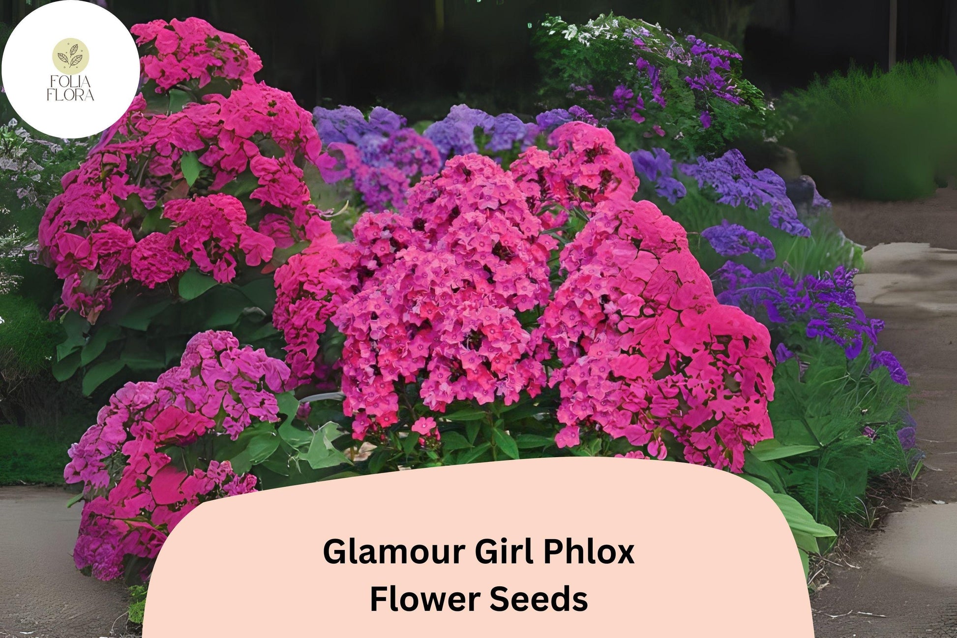 Glamour Girl Phlox Seeds - 100+ Coral-Pink Perennial Flower Seeds (Phlox paniculata) for Garden Borders and Pollinators