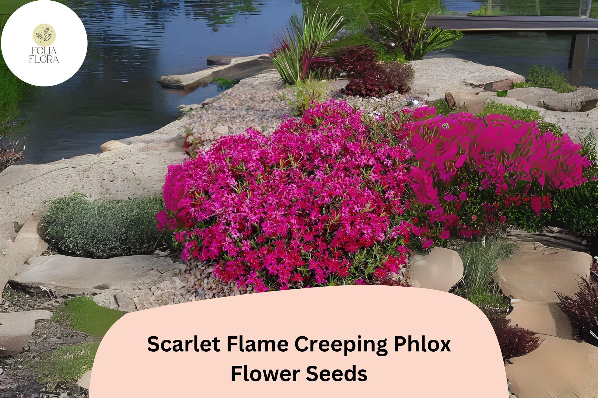 Scarlet Flame Creeping Phlox Seeds - 100+ Non-GMO Perennial Groundcover - Phlox subulata - Vibrant Scarlet-Red Blooms