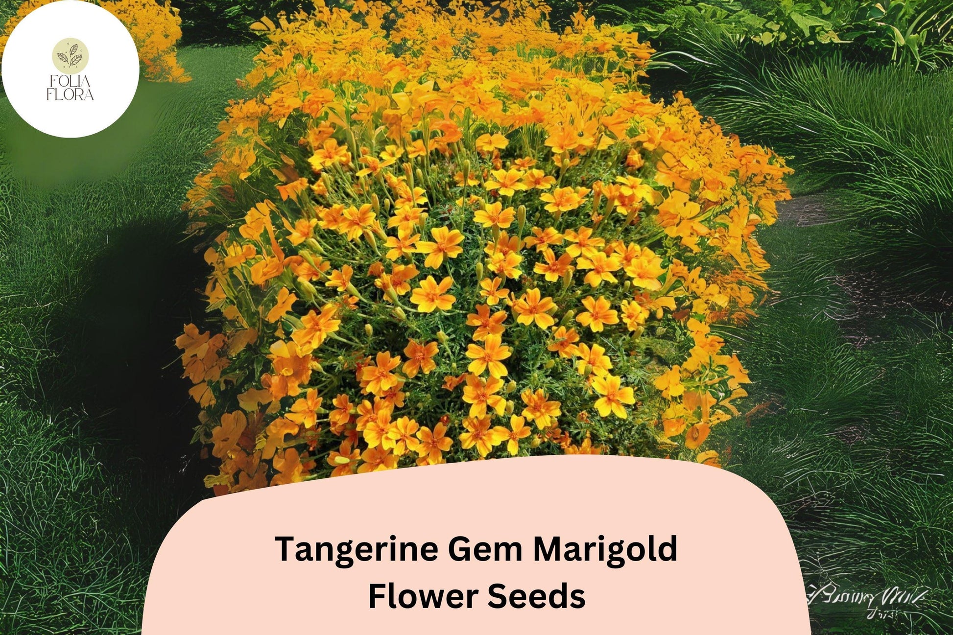 Tangerine Gem Marigold Seeds - 25+ Citrus-Scented Orange Blooms, Tagetes tenuifolia, Easy-Grow Annual for Edging & Containers
