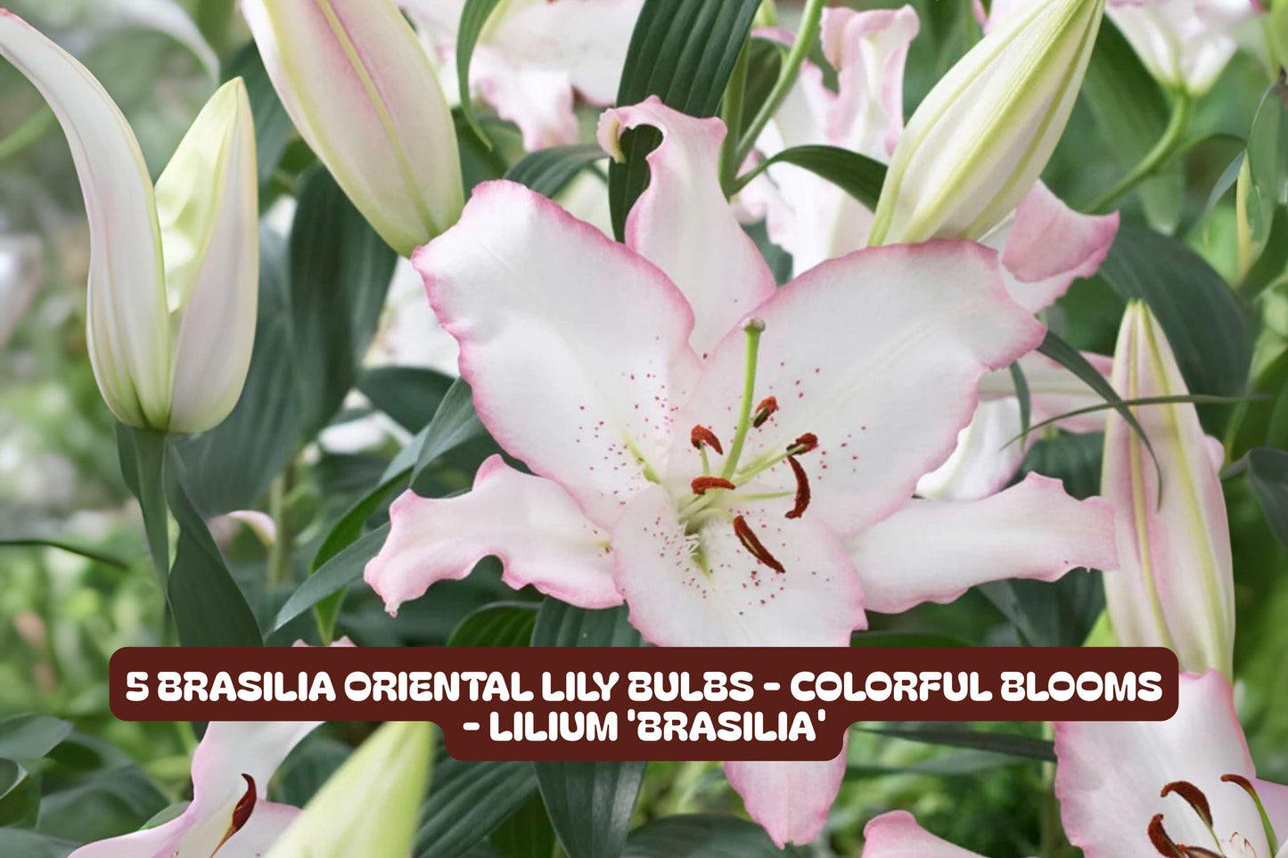 Brasilia Oriental Lily Bulbs - 5 Pack, Vibrant Blooms, Fragrant Flowers, Lilium orientalis 'Brasilia' for Garden & Arrangements