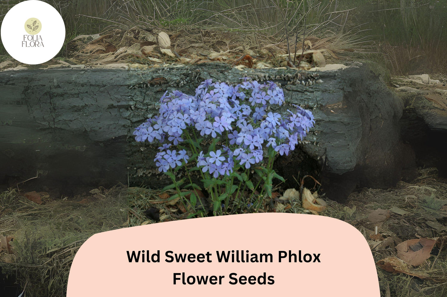 Wild Sweet William Phlox Seeds - 100+ Premium Pink Lavender Perennial (Phlox maculata) - Attracts Butterflies & Bees
