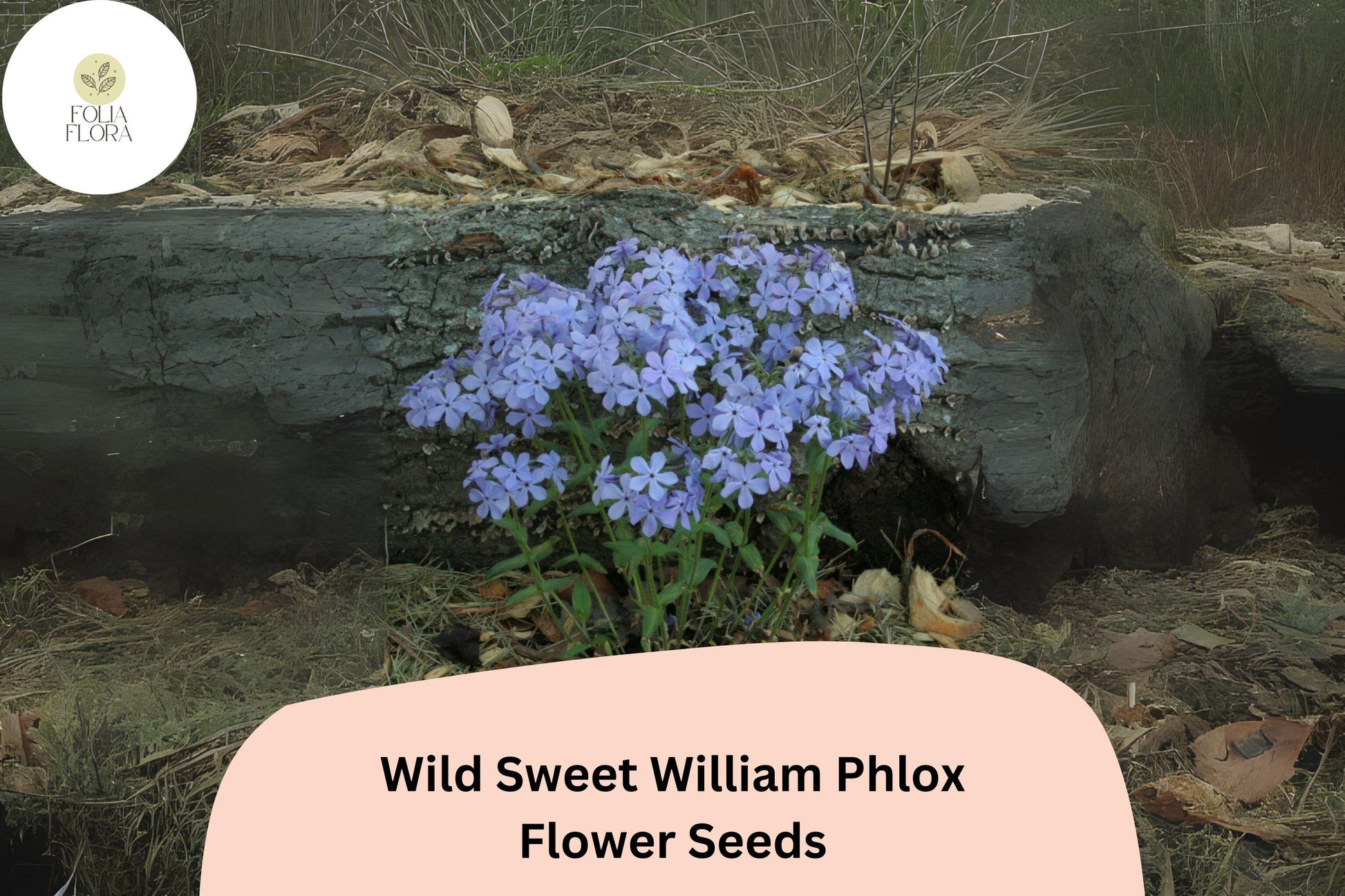 Wild Sweet William Phlox Seeds - 100+ Premium Pink Lavender Perennial (Phlox maculata) - Attracts Butterflies & Bees