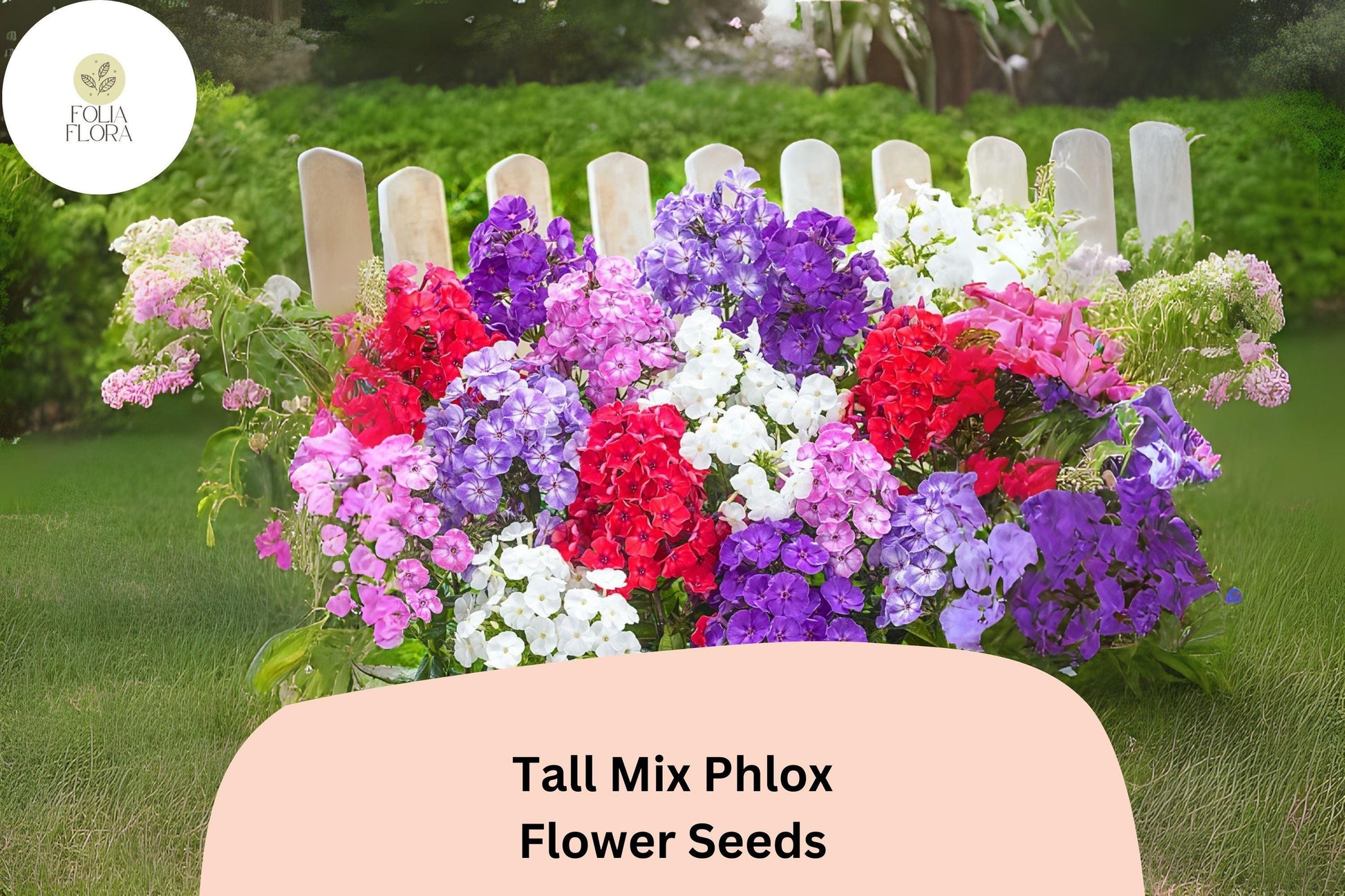 Tall Mix Phlox Seeds - 100+ Perennial Flower Seeds, Colorful Blend, Phlox paniculata - Attracts Butterflies, Non-GMO