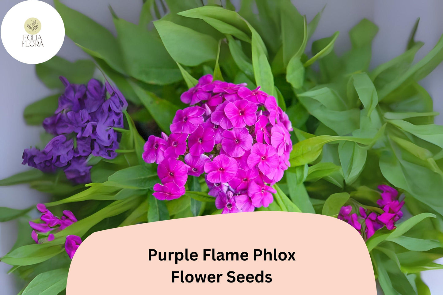 Purple Flame Phlox Seeds - 100+ Compact Perennial Purple Flowers, Phlox paniculata, Attracts Butterflies, Non-GMO