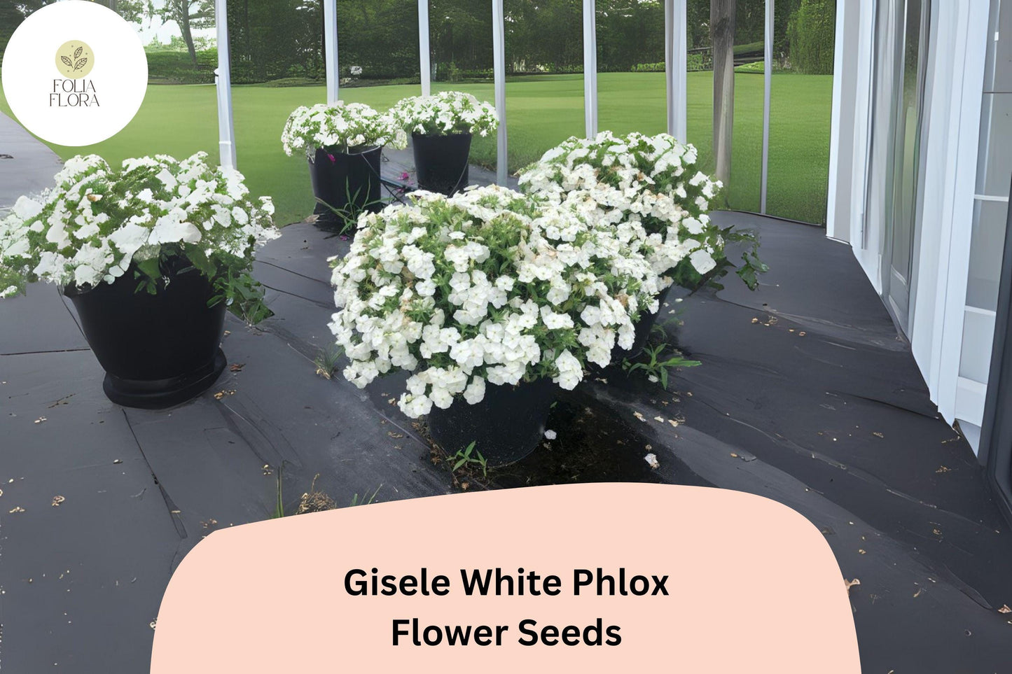 Gisele White Phlox Seeds - 100+ Count, Annual Garden Flowers, Pure White Blooms, Phlox drummondii, Attracts Butterflies