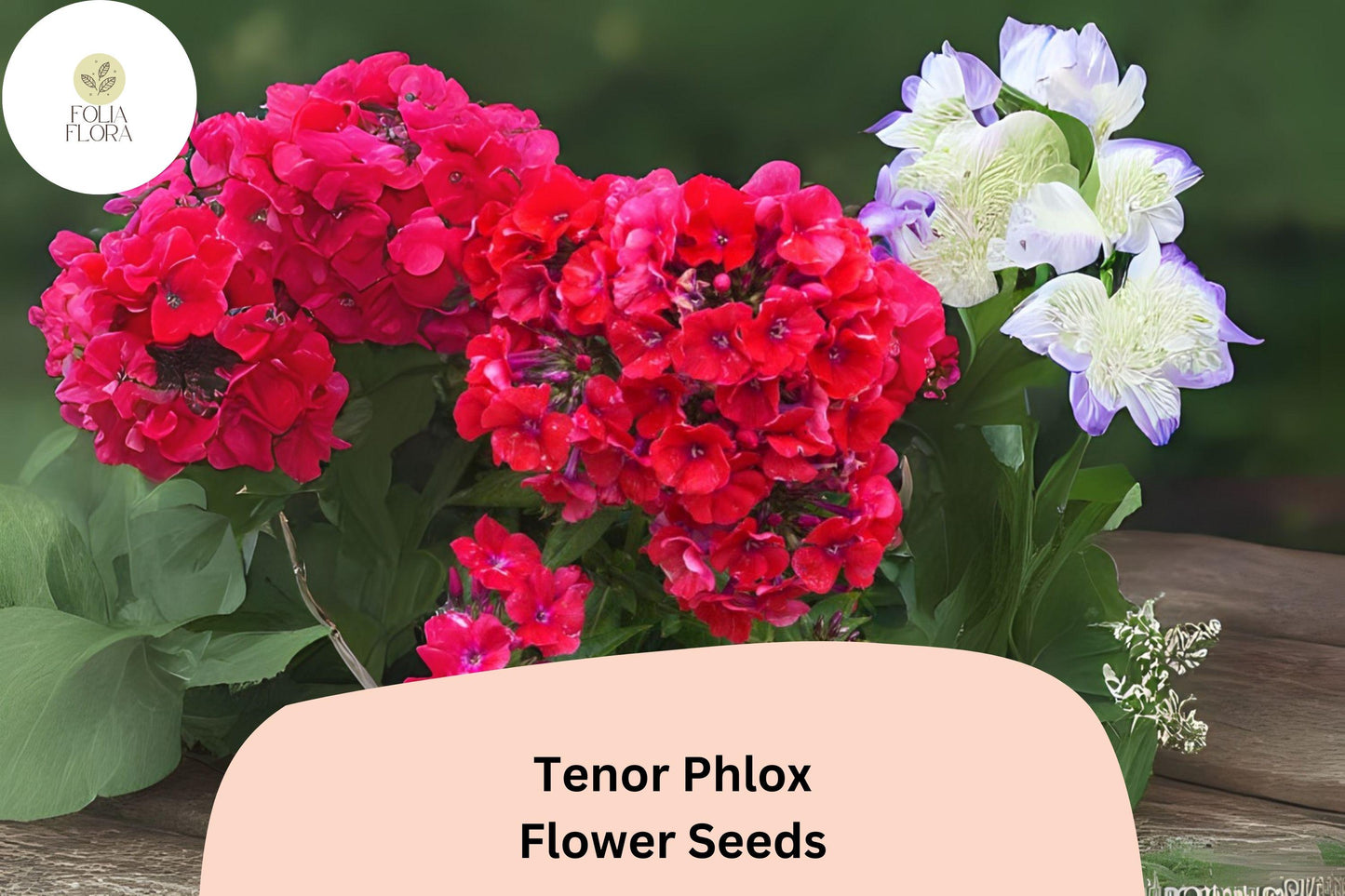 100+ Tenor Phlox Seeds - Bright Red Perennial Flowers, Phlox paniculata - Attracts Butterflies & Hummingbirds
