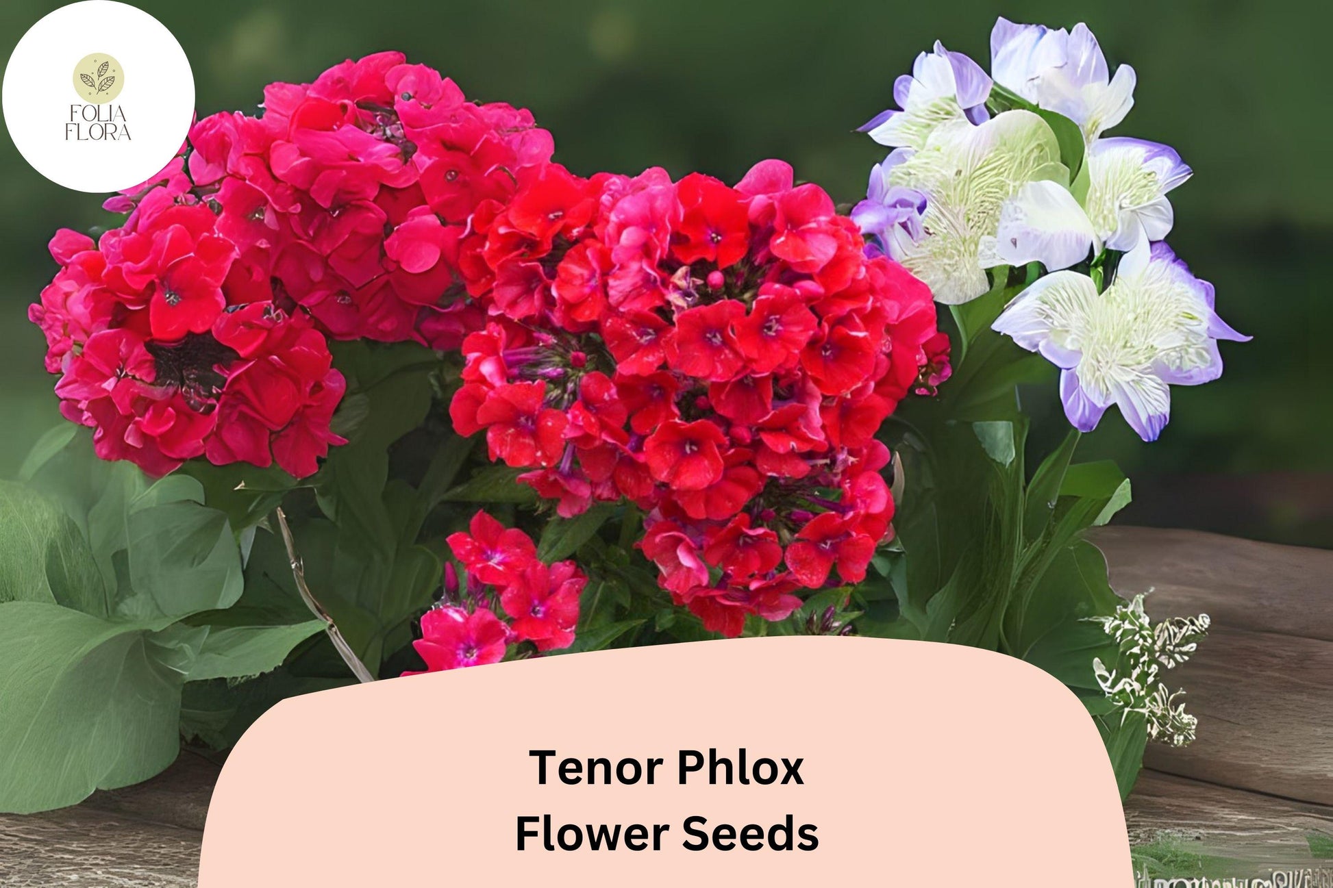 100+ Tenor Phlox Seeds - Bright Red Perennial Flowers, Phlox paniculata - Attracts Butterflies & Hummingbirds