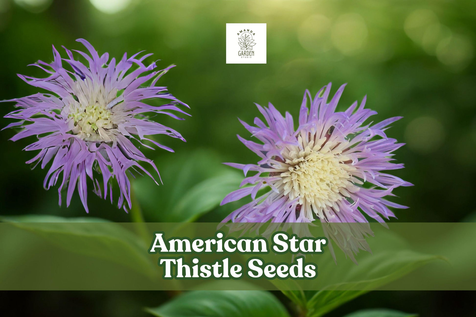 100 American Star Thistle Seeds - Centaurea americana - Fragrant Purple Basket Flower - Annual Wildflower for Pollinator Gardens