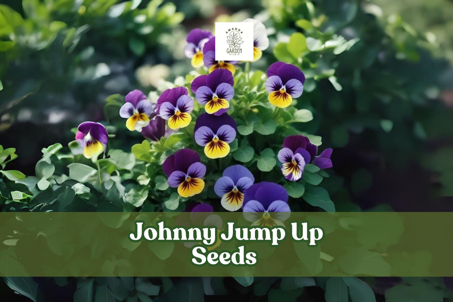 1,000 Johnny Jump Up Seeds - Multicolor Pansy Flowers - Viola tricolor - Perennial Garden Blooms for Borders & Containers