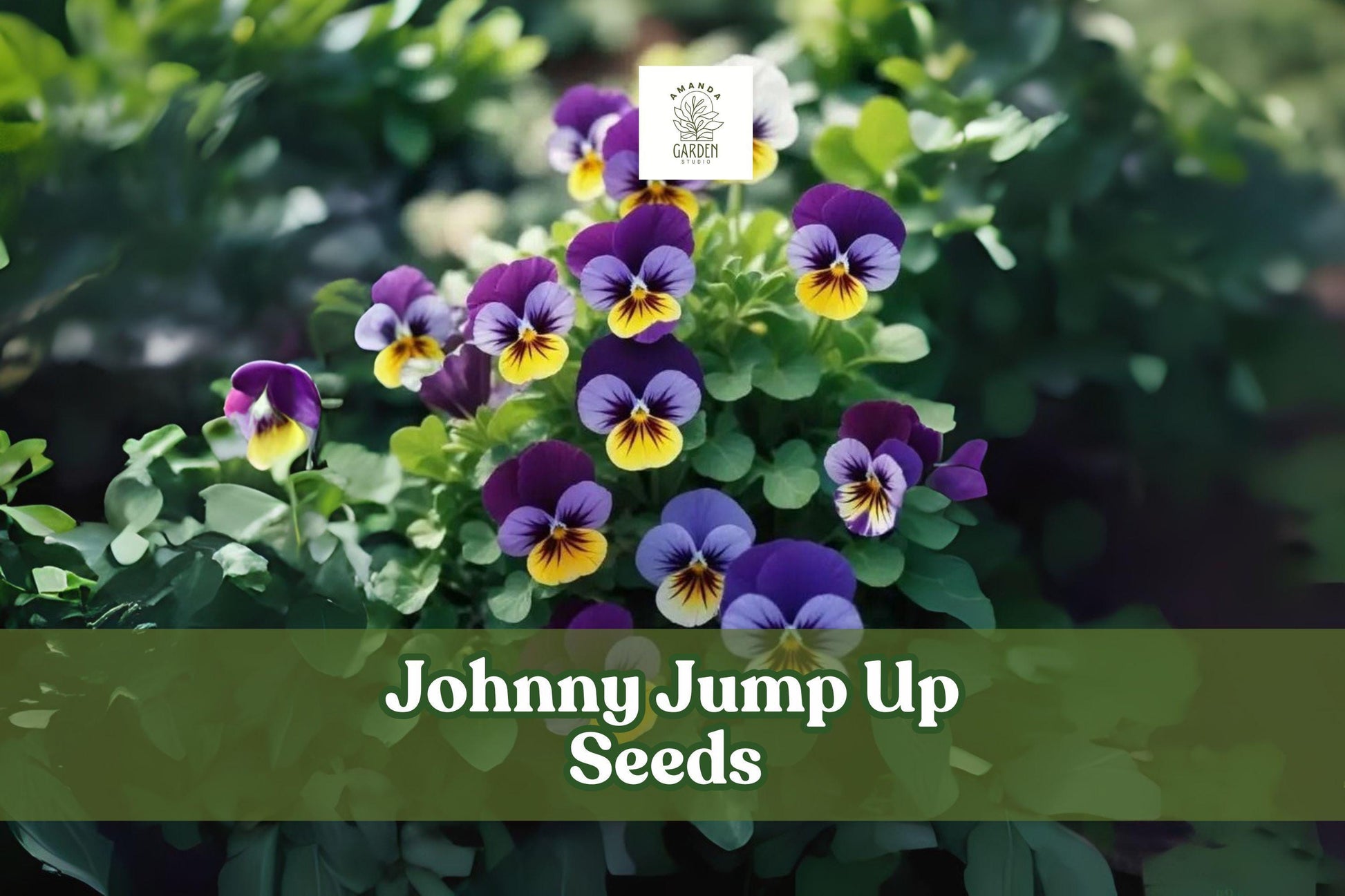 1,000 Johnny Jump Up Seeds - Multicolor Pansy Flowers - Viola tricolor - Perennial Garden Blooms for Borders & Containers