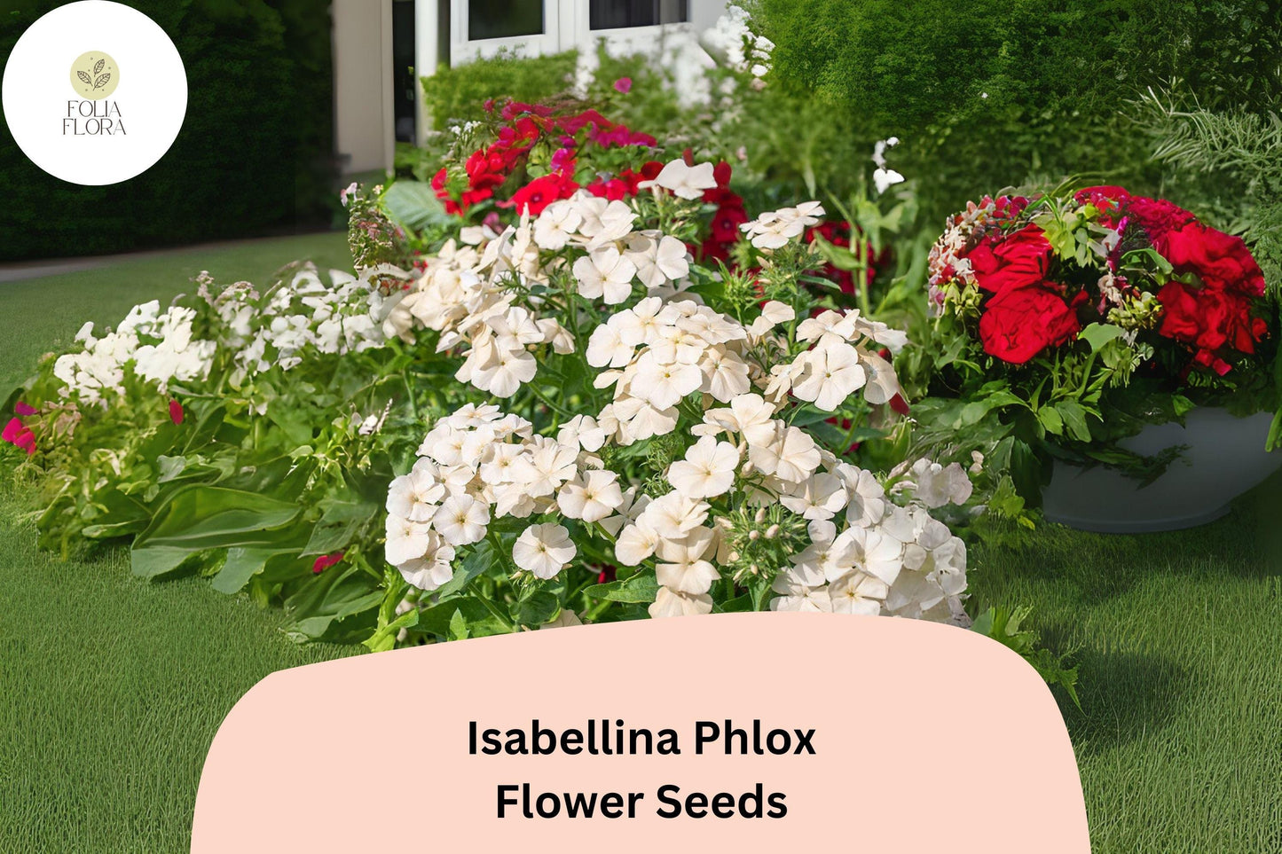 Isabellina Phlox Seeds - 100+ Creamy Yellow Flower Seeds (Phlox drummondii) for Gardens, Borders, and Containers