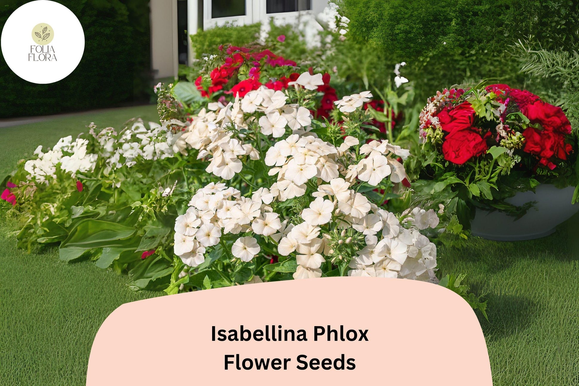 Isabellina Phlox Seeds - 100+ Creamy Yellow Flower Seeds (Phlox drummondii) for Gardens, Borders, and Containers