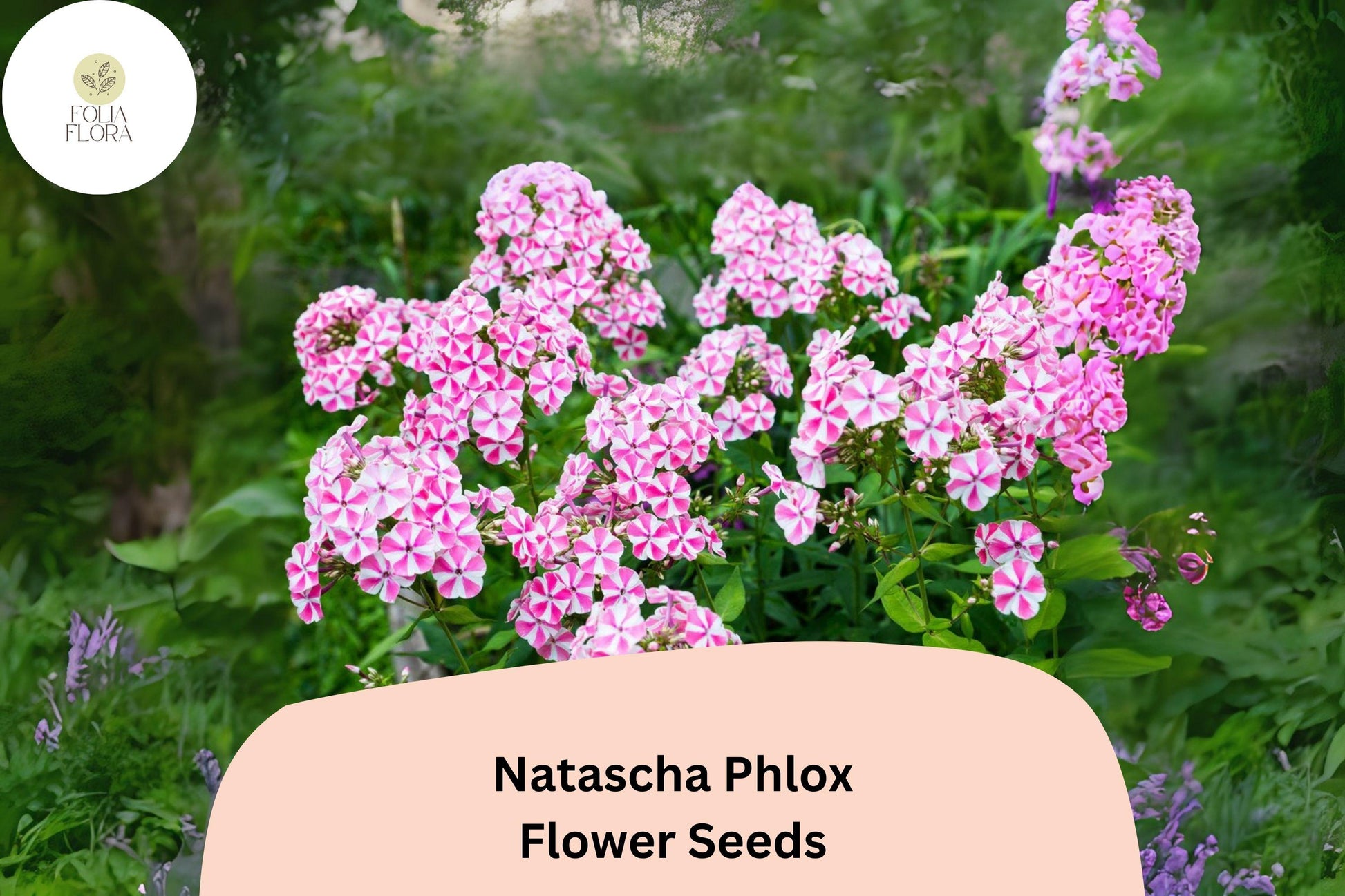 100+ Natascha Phlox Seeds – Striped Pink & White Garden Flowers, Phlox paniculata, Perennial, Attracts Butterflies