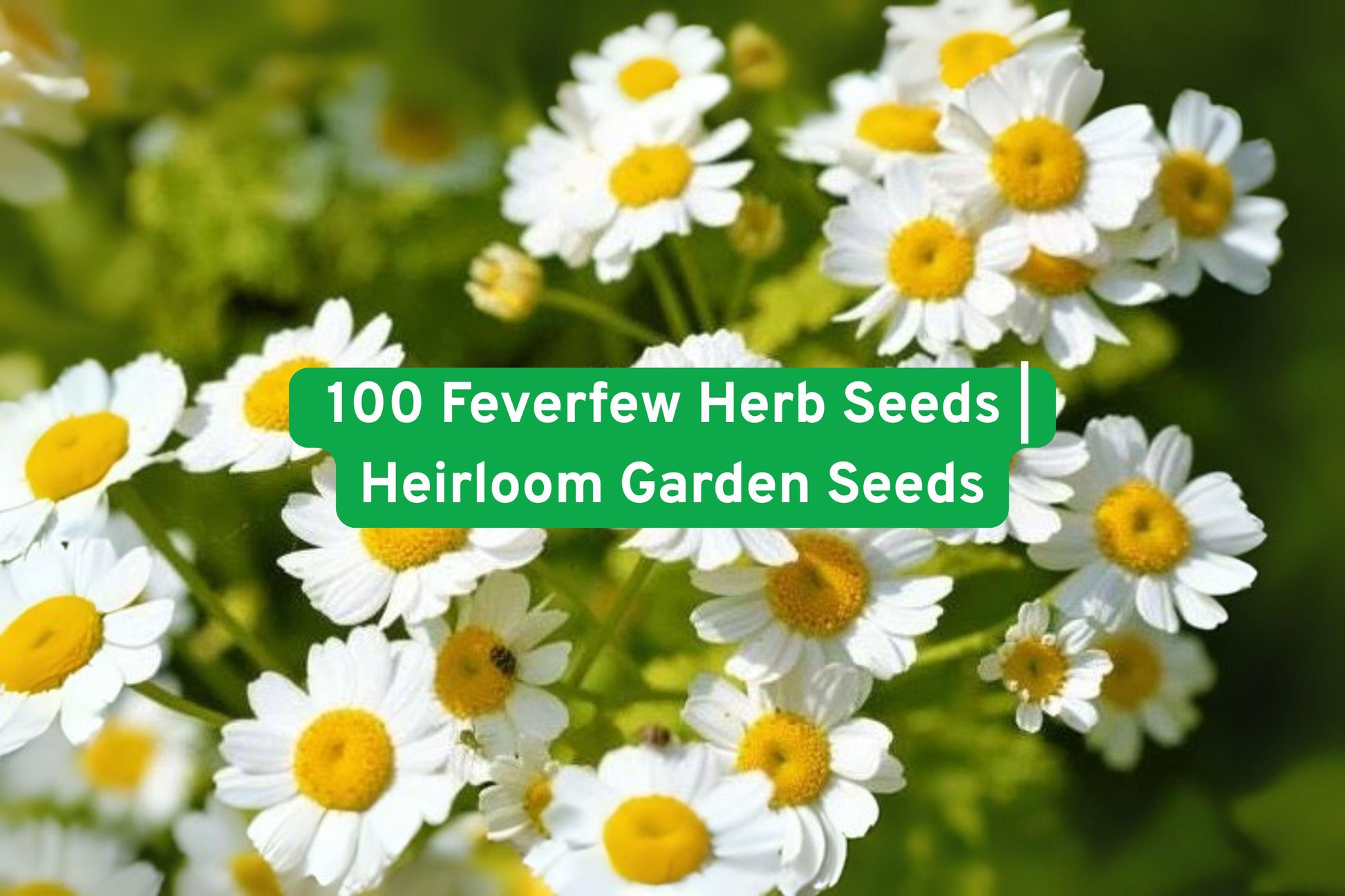Feverfew Herb Seeds - 100+ Non-GMO Perennial Seeds, White Blooms, Pollinator Friendly, Tanacetum parthenium