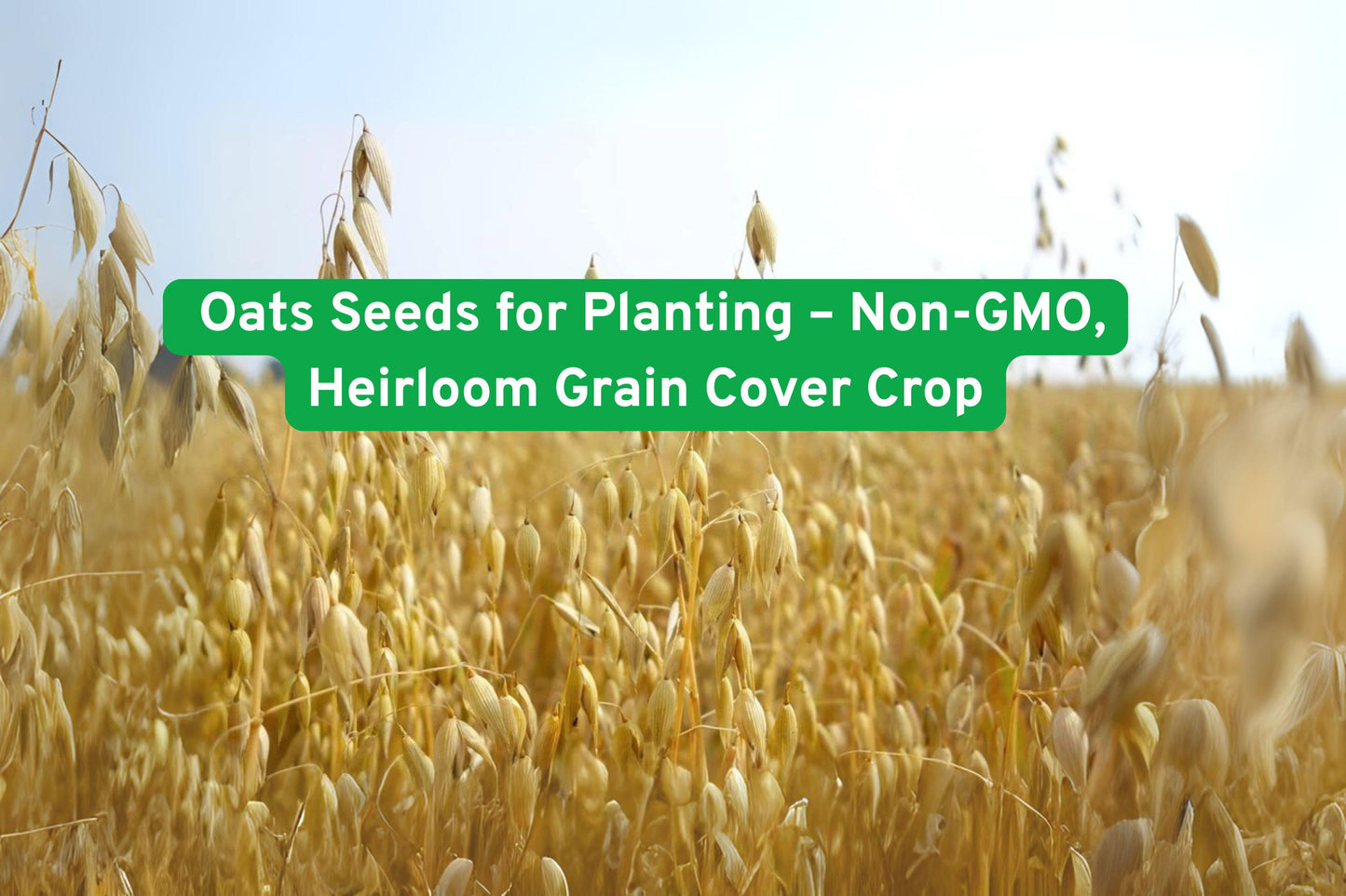 Heirloom Oat Seeds - 1 lb Non-GMO Avena sativa for Grain, Cover Crop & Fodder - Nutrient-Rich, Easy to Grow Oats