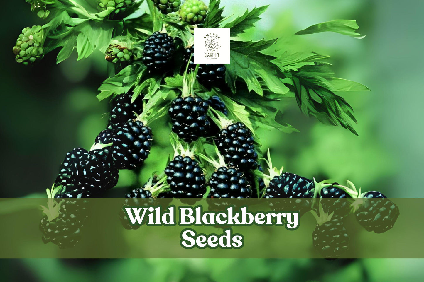 200 Wild Blackberry Seeds - Non-GMO Fruit Seeds - Rubus sp. - Grow Delicious Berries in Your Garden - Made in USA