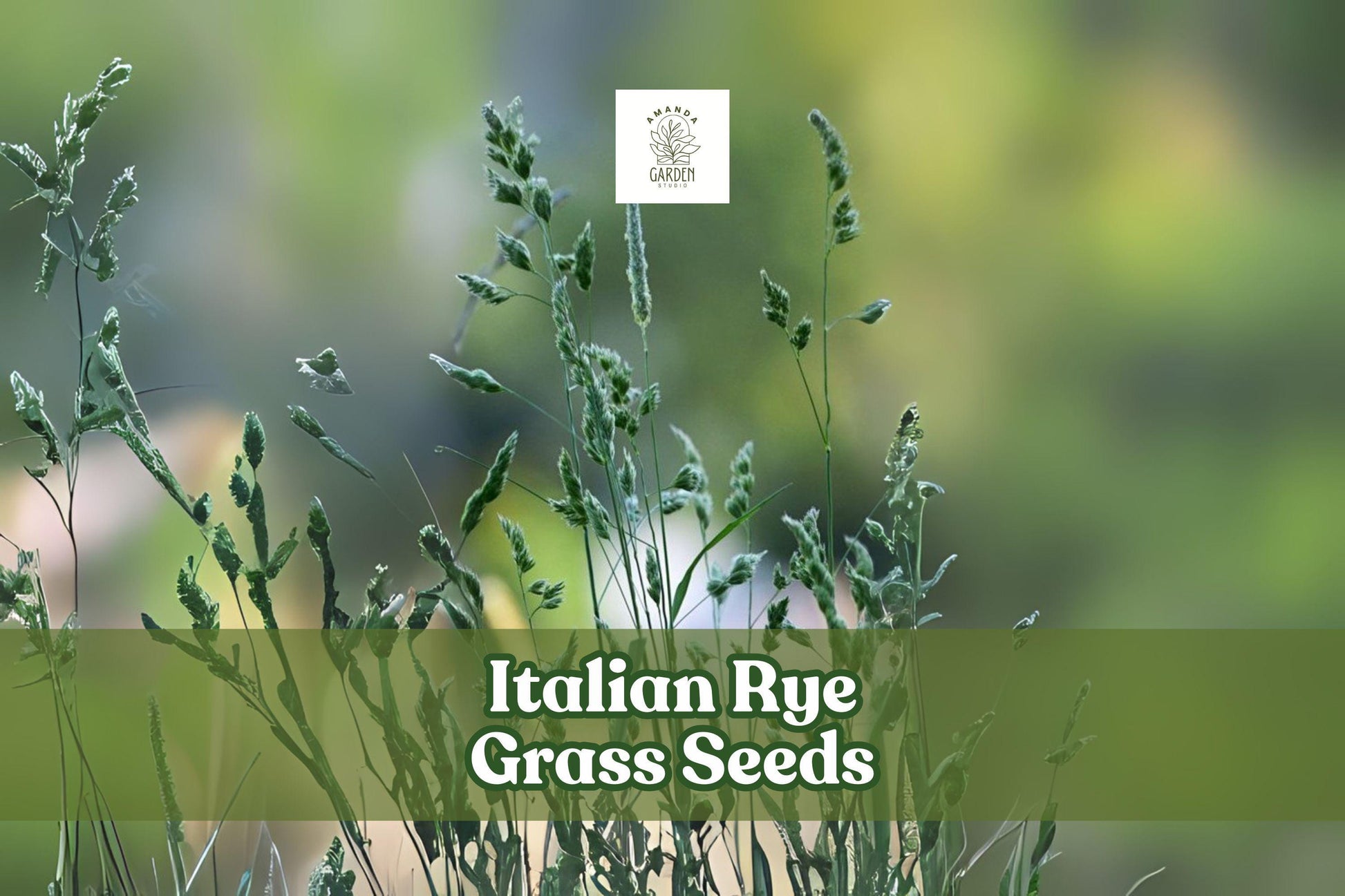 500 Italian Rye Grass Seeds – Lolium multiflorum – Fast Growing Cover Crop & Erosion Control Grass