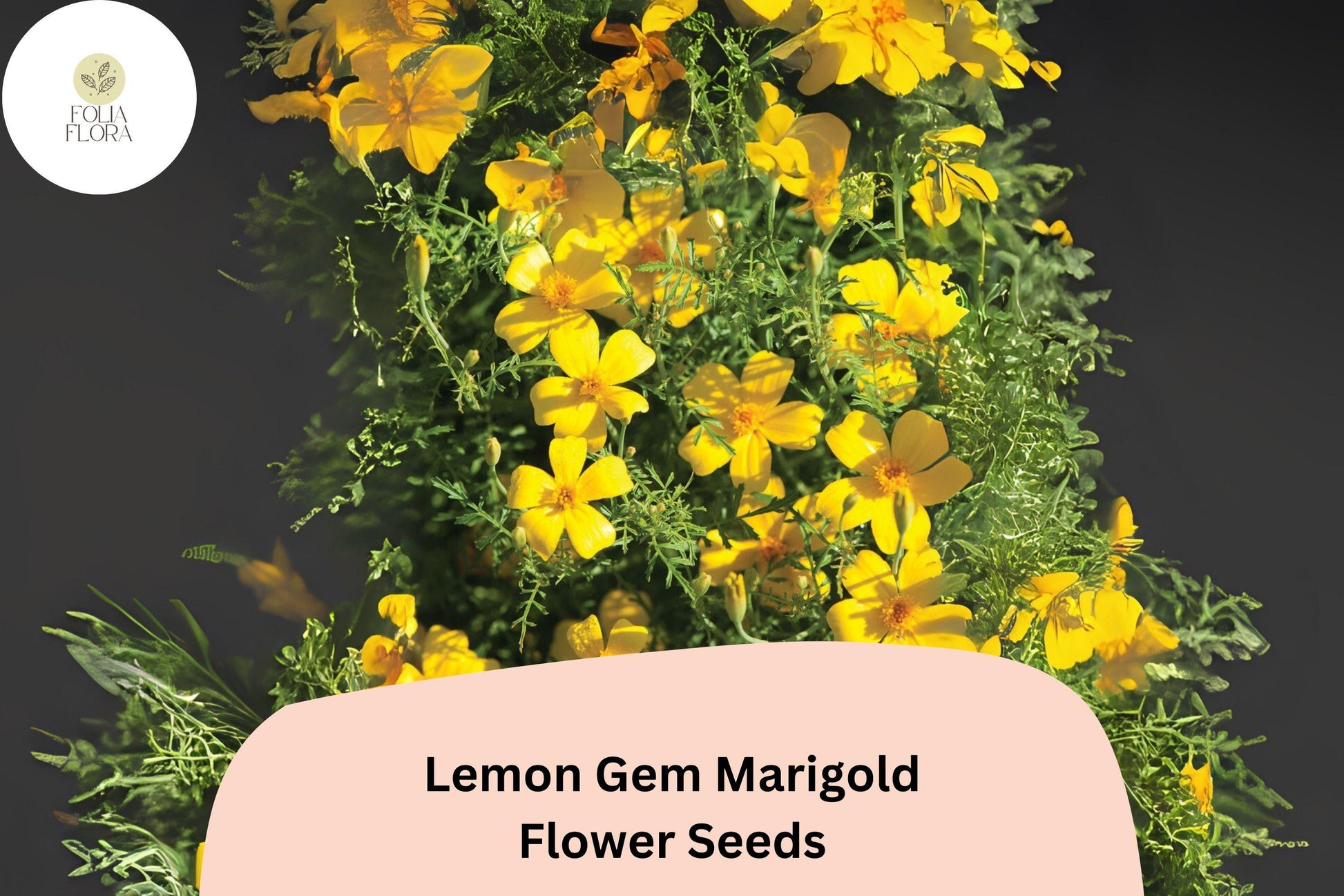 Lemon Gem Marigold Seeds - 25+ Citrus-Scented Yellow Flowers - Tagetes tenuifolia - Compact Annual for Edging & Containers