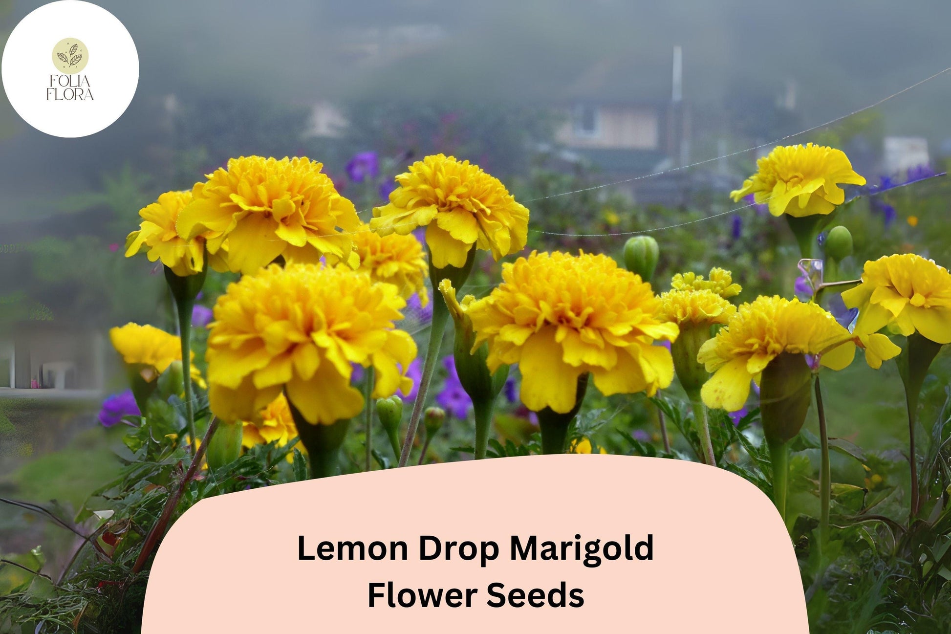 Lemon Drop Marigold Seeds | 25+ Compact Yellow Blooms | Tagetes Patula | Easy to Grow, Attracts Pollinators