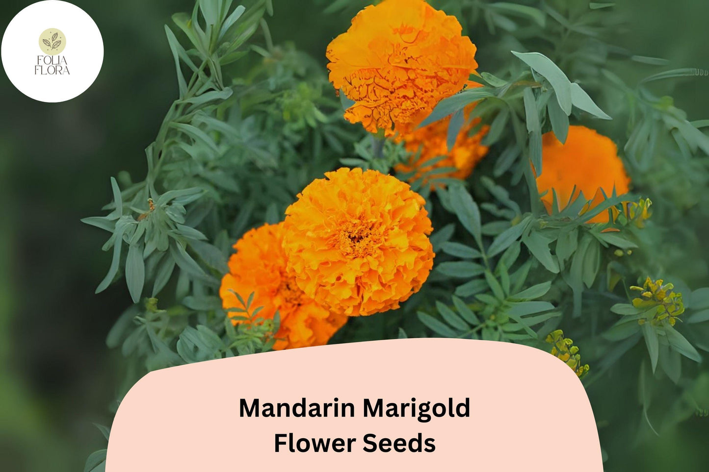 Mandarin Marigold Seeds | 25+ Bright Orange French Marigold (Tagetes patula) | Easy to Grow, Pollinator-Friendly Annual