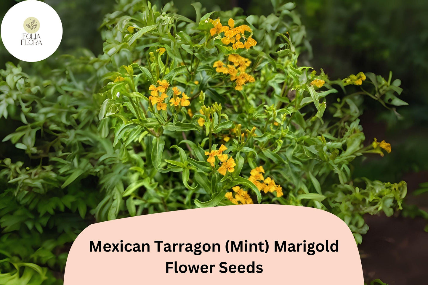 Mexican Tarragon Seeds | 25+ Seeds | Aromatic Herb with Golden Yellow Flowers | Tagetes lucida