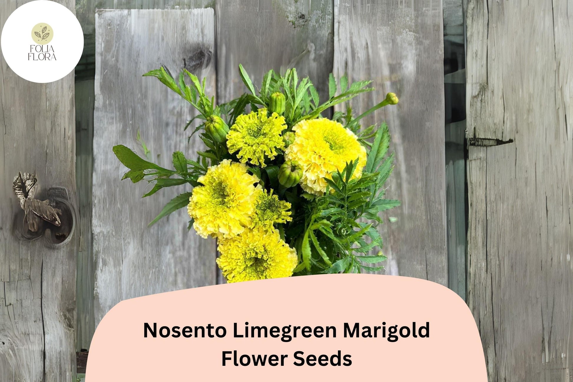 Nosento Limegreen Marigold Seeds - 25+ Rare Tagetes erecta - Unique Pale Lime Green Blooms for Borders & Cut Flowers