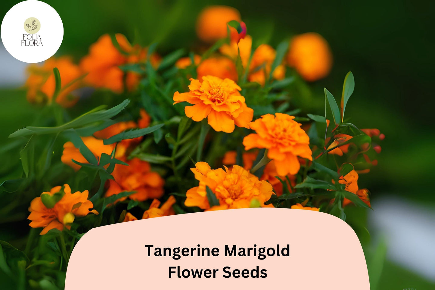 Tangerine Marigold Seeds 25+ | Bright Orange Blooms | Tagetes patula | Easy Annual | Pollinator-Friendly Garden Planting