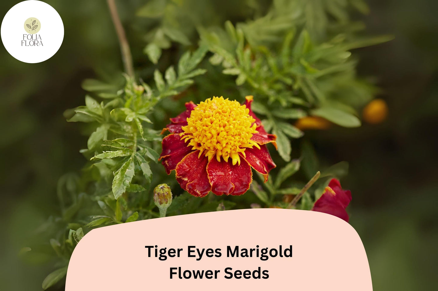 Tiger Eyes Marigold Seeds | 25+ Red-Yellow French Marigold | Tagetes patula | Easy Annual for Borders and Containers