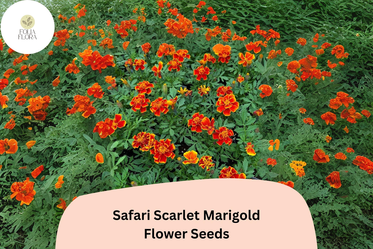 Safari Scarlet Marigold Seeds | 25+ Bold Red Blooms | Tagetes Patula | Easy Grow Annual for Garden Beds & Containers