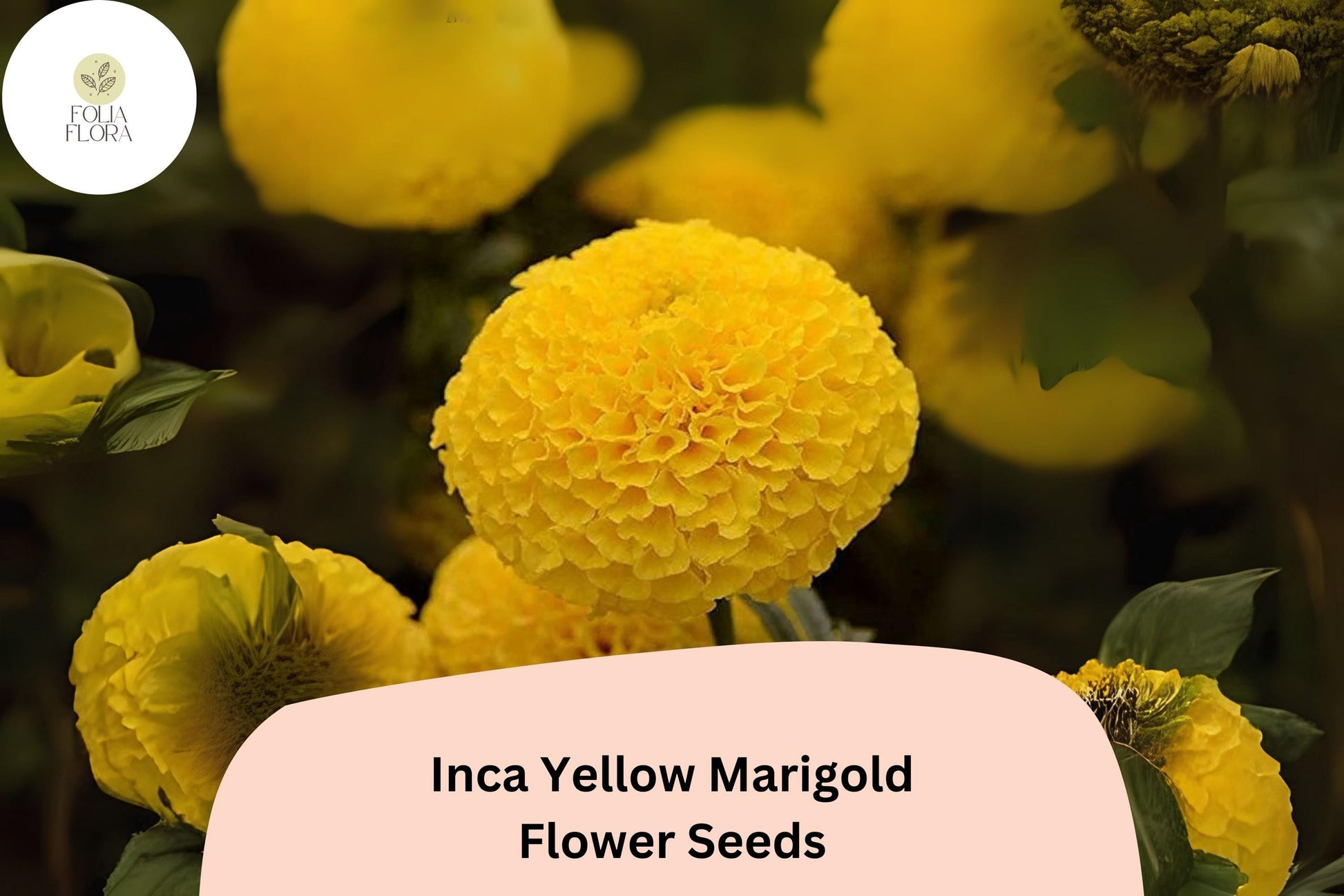 Inca Yellow Marigold Seeds | 25+ Seeds | Bright Yellow Blooms | Tagetes erecta | Easy to Grow Annual for Pollinator Gardens