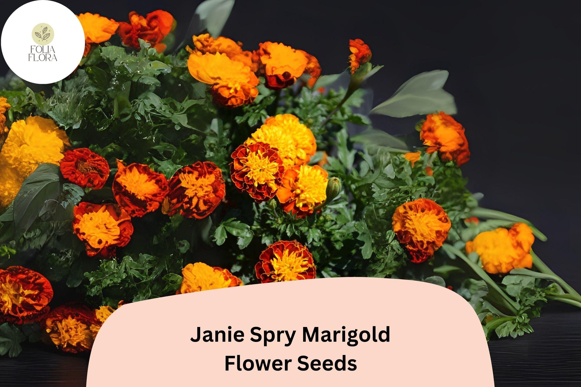 Janie Spry Marigold Seeds - 25+ French Marigold Seeds, Yellow-Red Blooms, Tagetes patula, Compact Annual for Gardens