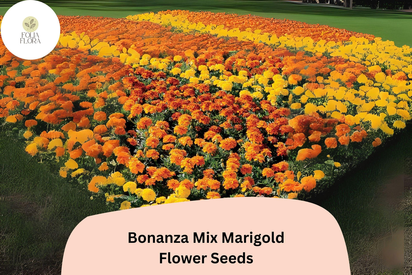 Bonanza Mix Marigold Seeds - Dwarf French Marigold Blend, Tagetes patula, Vibrant Orange, Yellow, Red Blooms, 25+ Seeds