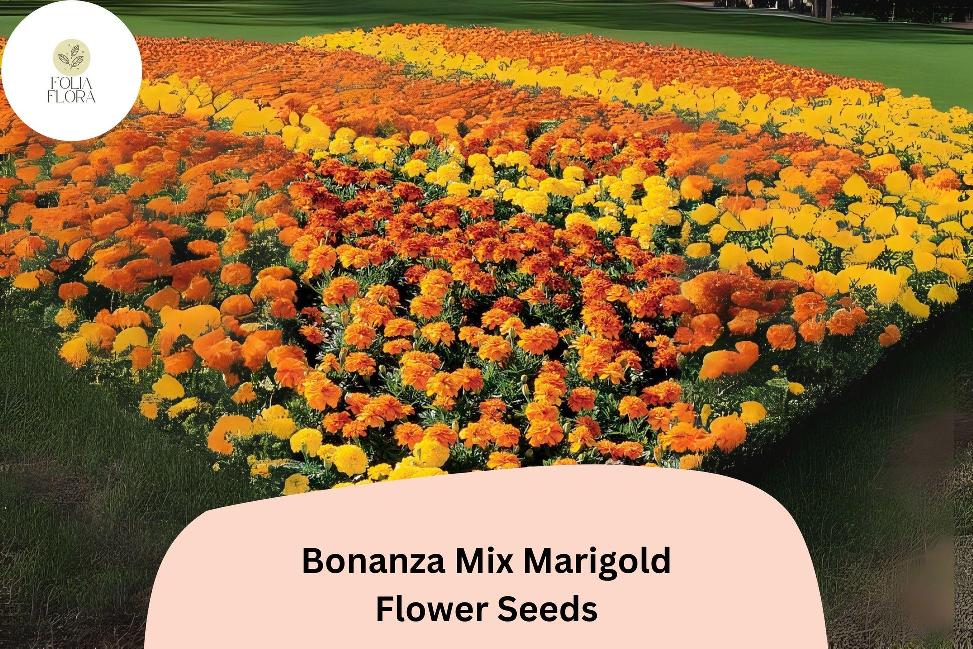 Bonanza Mix Marigold Seeds - Dwarf French Marigold Blend, Tagetes patula, Vibrant Orange, Yellow, Red Blooms, 25+ Seeds